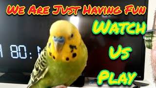 This Is Just A Fun Little Video Of The Budgie Babies Playing!