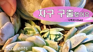 자구 구출했어요. 자구 살려 분갈이하기. 다육이 합식하기 . 스와베오렌스 자구. succulent. 多肉植物. たにくしょくぶつ