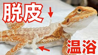 【フトアゴヒゲトカゲ 飼育】ベビーの脱皮を温浴でお手伝い