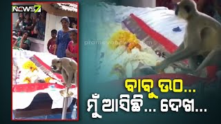 ଅନ୍ତିମ ସଂସ୍କାରରେ ପହଞ୍ଚିଲା ମାଙ୍କଡ , ଆଖିରେ ଆଖିଏ ଲୁହ.. କହୁଛି ବାବୁ ଶୋଇଛ କ'ଣ, ଉଠ, ମତେ ଖାଇବାକୁ ଦେବନି କି!