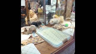 Tokyo Kichijoji👍Pet Shop Dog♪💖Break Time #shorts