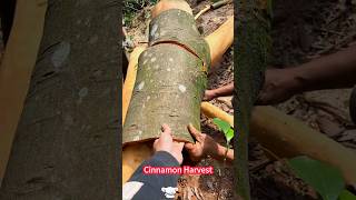 A new method of planting and harvesting cinnamon, cutting skin and drying.   肉桂種植收穫新方法，割皮曬乾，打造高品質中藥材