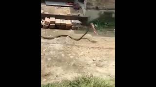 Snake runs away holding slippers in mouth, best snake comedy video of 2022 #shorts