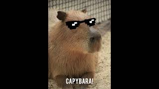 Capybara song!