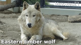 Eastern timber wolf　ジェイとルーク メイン放飼場へ シンリンオオカミ