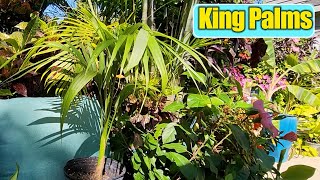 Talking About The King Palms