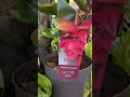 medinilla respect diy garden top plants flowers video beauty exotic shorts short best