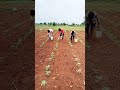 మా పత్తి పొలంలో agriculture farmerlife farmerstories