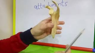 SCAPULA - ATTACHMENTS BY DR MITESH DAVE