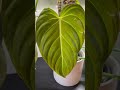 pop フィロデンドロングロリアス philodendronglorious フィロデンドロン philodendron 観葉植物 houseplants