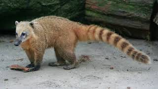 Interesting facts about Ring tailed coati by weird square