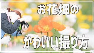 【カメラ初心者】初心者でもすぐできる！お花畑を可愛く撮る方法🌷【photo walk Vlog】