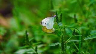 モンキチョウ　eastern pale clouded yellow　秦野