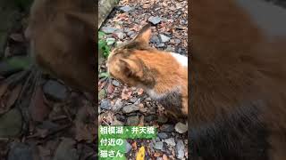 数秒動画　相模湖・弁天橋付近の猫さん　飼い主の方が亡くなってそうです。見守ってる方々がいるようで、募金してきました　高尾山口駅〜相模湖駅の登山の途中の出会い