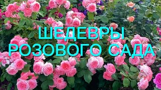 Розы. Сад моей мечты. Наслаждаемся цветением роз. Как они сейчас хороши. Часть 2.🌹🌹🌹