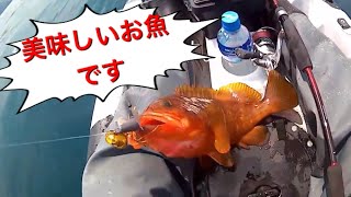 真鯛を狙えば、アコウが釣れたよ【激安カヤック】