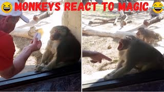 Monkeys React To Magic (2020)🤣😂