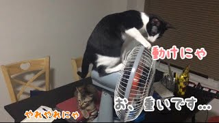 扇風機と一緒に回る猫。Cat moving with electric fan