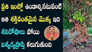 ఈ మొక్క వ‌ల్ల మీ ఇంట్లో స‌మ‌స్య‌లు వెంట‌నే పోతాయి | Tree To Solve Problems | Machiraju Kiran Kumar