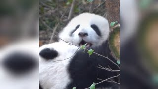 Baby HeHua Sometimes Loves to Fight 😂😍🐼 Super Cute (@pandahappyland2255 )#shorts