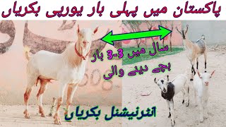 پاکستان کی انٹرنیشنل اٹالین یورپین ٹیڈی بکریاں || ٹاپ کلاس روسی ٹیڈی گبھن بکریاں | استاد نادر فارم