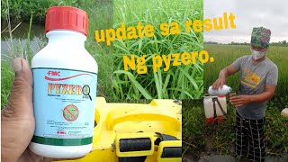 Update natin Ang resulta Ng pag spray Kuna  Pyzero mga ka farmers.