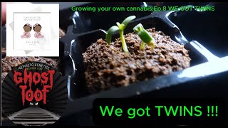 Growing Your Own Cannabis: Ep.8 TWIN TAP ROOTS!