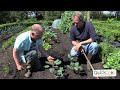 how to grow kohlrabi with quickcrop