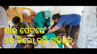 30 Kilos of Plastic Waste Found in a cow (ଗୋମାତା ର ପେଟରୁ ଅସ୍ତ୍ରୋପଚାର ପରେ ବାହାରିଲା ୩୦ କିଲୋ ପ୍ଲାଷ୍ଟିକ)