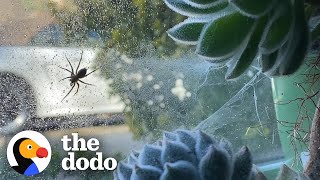 Woman Terrified Of Spiders Lets One Move Into Her Houseplant | The Dodo Faith = Restored