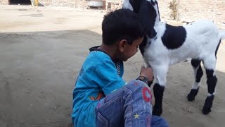 Funniest Moment Between Babies And Goat | Funny Babies And Pet | Cute Baby Goat|Cute Baby Goat Vedio