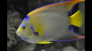 Facts: The Queen Angelfish