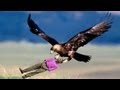 ‪Golden Eagle Snatches Kid‬ Fake Parody - Golden Eagle Snatches Obama - Fake? (OFFICIAL)