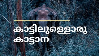 #കാട്ടിലുള്ളൊരു കാട്ടാന# | #wild Elephant#|#Indian Elephant#| #Mountain Elephant