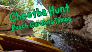 Cheetah Hunt At Busch Gardens Tampa (GoPro 4K)