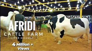 AFRIDI Cattle Farm | Super Highway Karachi | Cow Mandi 2021 | Expedition Pakistan