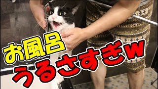 猫をお風呂に入れたら鳴き声がうるさすぎた- I got a cat in the bath and the cry was loud