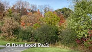 Fall in Toronto: G Ross Lord Park 多倫多賞楓去處