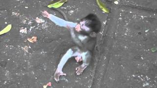 Baby Monkey Love ( 2 monkeys hugging )