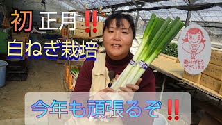 【白ねぎ栽培】初正月‼️今年も頑張るぞ‼️【農作業】#321 令和５年1/8#農家あるある#農家繋がり