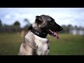 monarch kennels kangal turco y bandogs