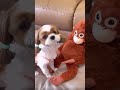 cute and funny shih tzu dog❣️🐶🦧😂🤣