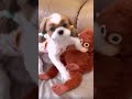 cute and funny shih tzu dog❣️🐶🦧😂🤣