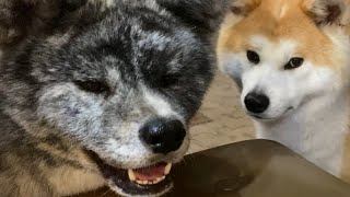 気分良く代返してくれているぱたこを気遣い口パクするこむぎ【Akita-inu】Patako wants to reply instead