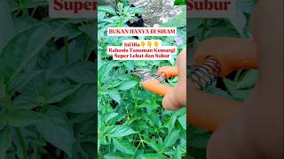 Rahasia Tanaman Kemangi Super Lebat yang Wajib Kamu Coba! #kemangi #pruning #gardening