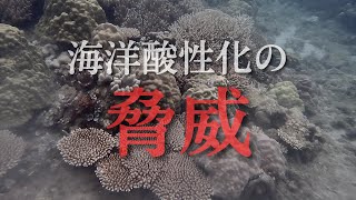 【海洋酸性化の脅威】海の生き物についての影響を解説！