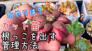 [多肉植物]カット苗から根っこを出したい！我が家のカット苗管理事情