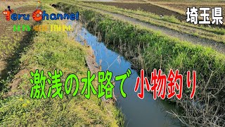 【小物釣り】埼玉県 雨水の溜まった激浅の水路が意外だった・・・【4k】