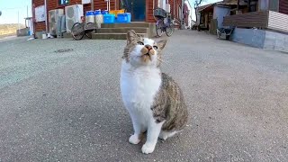 猫島の港近くの路地裏で出会った猫は撫でられるのが好き