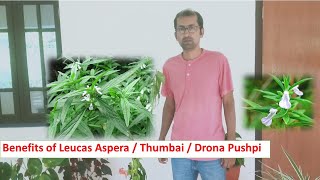 Benefits of Leucas Aspera | Uses of Drona Pushpi | Magical Benefits of Thumbai